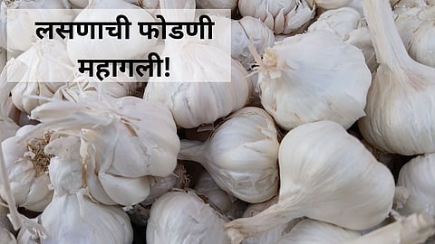 Garlic Price