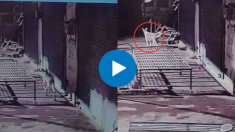 Viral Video: धक्कादायक! बिबट्याचा कुत्र्यावर हल्ला, दुसरा वाचवण्यासाठी पळाला पण...; थरारक CCTV व्हिडीओ व्हायरल