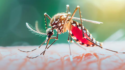 Chikungunya New Varient