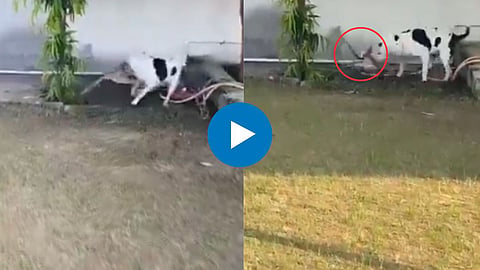 Snake Fight Viral Video