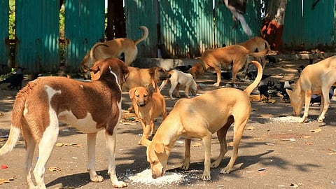 Stray Gogs in Pune