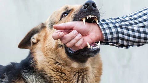 World Rabies Day