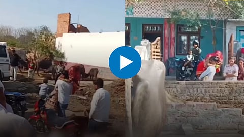 Viral Video
