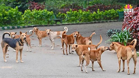 Mumbai Crime: खळबळजनक! १४ कुत्र्यांची हत्या करून नाल्यात फेकलं, कांदिवलीतील धक्कादायक घटना