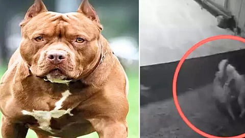 viral video: जयपूर, (Pitbull and leopard fight viral video)