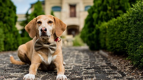 Dog paragliding with owner: कुत्र्याने केले मालकासोबत पॅराग्लायडिंग, असा 'थ्रील' योग्य की अयोग्य? व्हिडीओ पाहून तुम्हीच सांगा