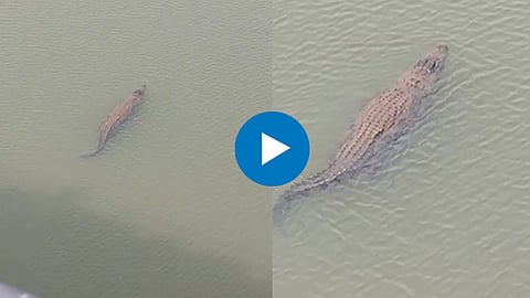 Viral Video