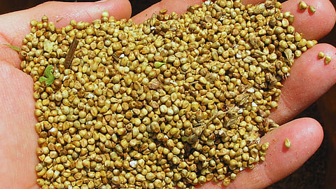 Bajri Price