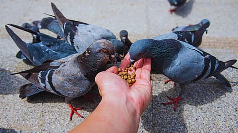 Pigeon