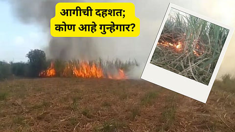 Sugarcane Fields Fire
