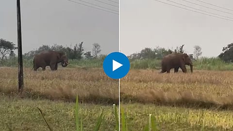 Kolhapur Elephant