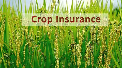 Crop Insurance