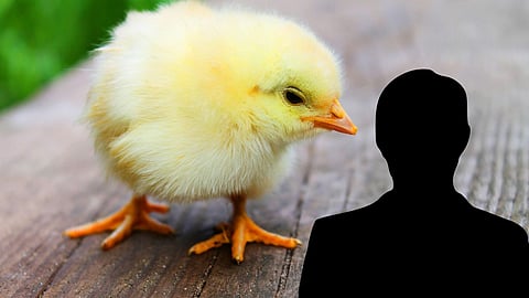 Man Swallows Live Chick