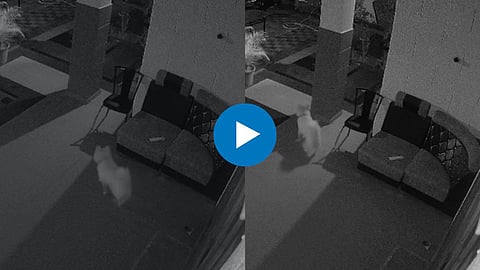 Viral Video