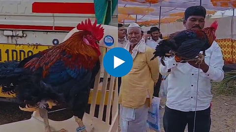 Video News