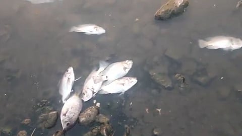 Pune Mula Mutha River Fish Died