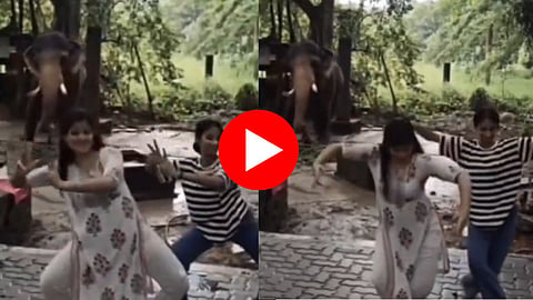 हत्तीला कधी भरतनाट्यम करताना पाहिलंय का? पण सत्य काहीतरी भलतंच आहे - VIDEO