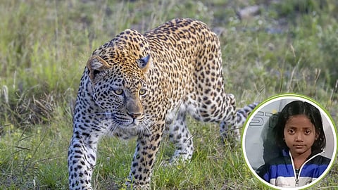 leopard attack