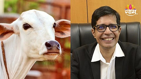 IIT Madras Director: 'ताप आल्यावर गोमूत्र प्यायलो आणि बरा झालो', आयआयटी मद्रासच्या डायरेक्टरचा खळबळजनक दावा