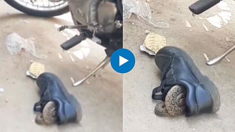 Snake Viral Video