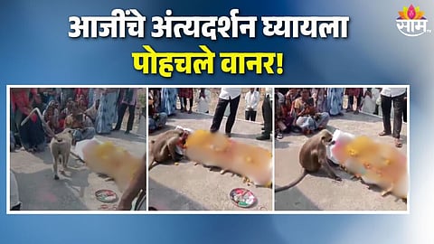 Viral Video: गर्दीतून वाट काढत तो आला, डोळे भरून पाहिलं अन्, आजीच्या अंत्यदर्शनाला वानराची उपस्थिती; कृती पाहून सारे चकीत