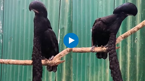 Viral Video: दाढीवाला पक्षी कधी पाहिलात का? इंटरनेटवर व्हिडीओ तूफान व्हायरल