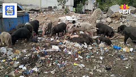Pune News: कोथरूडमध्ये ४७ डुकरांचा मृत्यू कसा झाला?, मृत्यूमागचं कारण आलं समोर