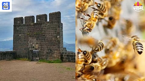Honey Bee Attack in shivneri