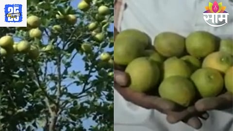 Agriculture Fraud