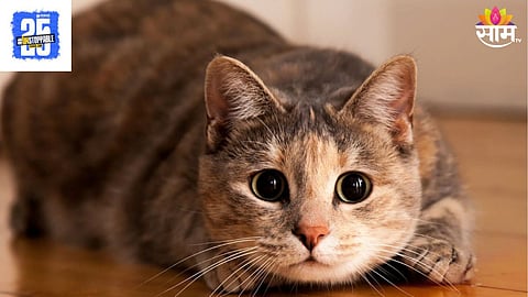 cat News