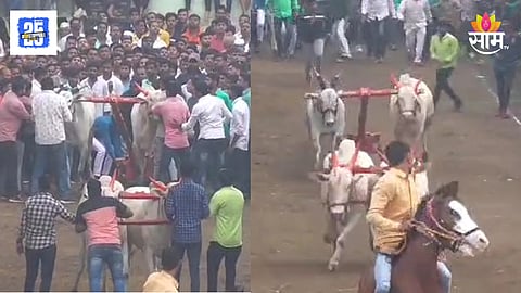 Ambegaon bullock cart race electric shock