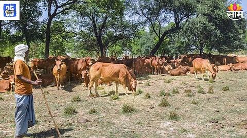 Pashu Aushadhi scheme