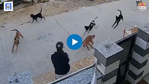 Viral video Of Stray Dog Attack