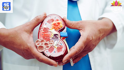 Kidney