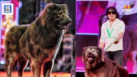 Wolf Dog: ७५ किलो वजन, लांडग्यासारखा चेहरा, किंमत ५० कोटी; या भारतीयाने खरेदी केला जगातील सर्वात महागडा कुत्रा