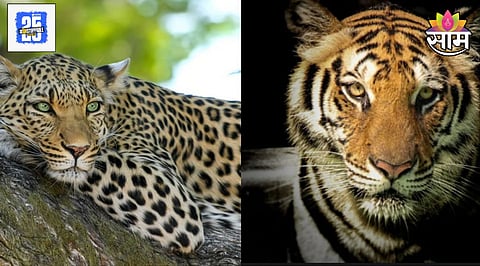 Bird flu Tiger Leopard