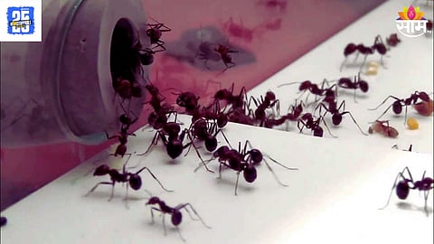Ant Smuggling Know Ant Price