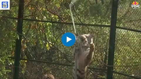 Animal Viral Video