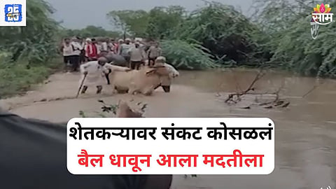 Bull Sharp Instincts Save Farmer Life