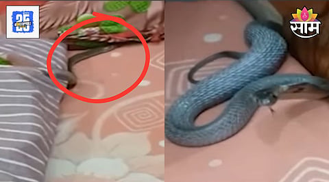 Snake Under Pillow