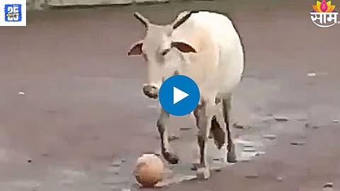 viral news