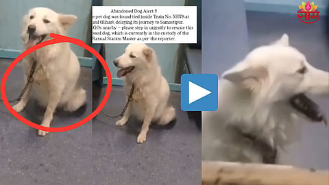 Viral Dog Video