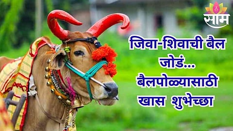 bail pola festival quotes