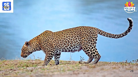 Leopard Population in Maharashtra