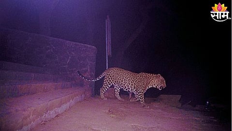 Leopard Attack On 4-Year-Old Girl