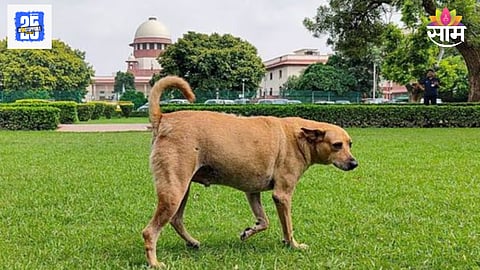 Stray Dogs Issue
