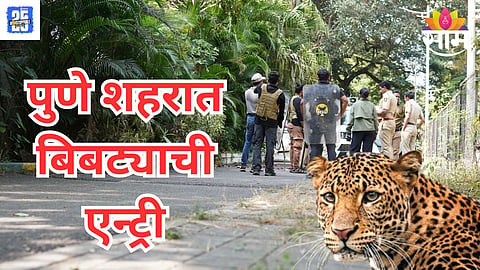 Pune leopard news