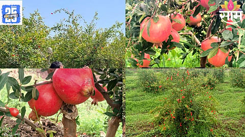 fruit crop theft India