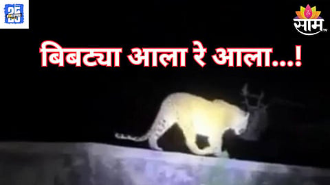 leopard news