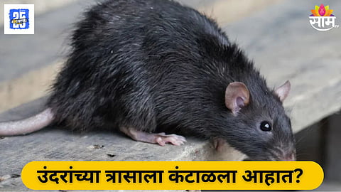 Natural Homemade Rat Repellents That Really Work